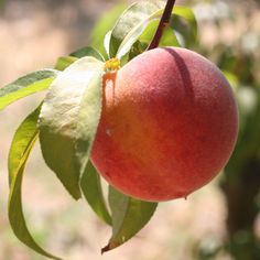 a peach hanging from a tree with leaves