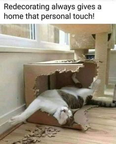 a cat laying in a cardboard box on the floor with it's mouth open