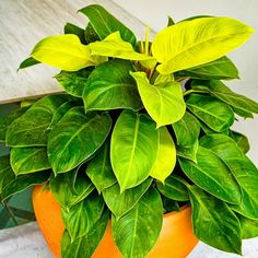 a potted plant sitting on top of a wooden table