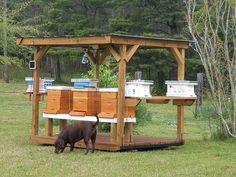 a dog sniffs the grass under a wooden structure with bee boxes on it's sides