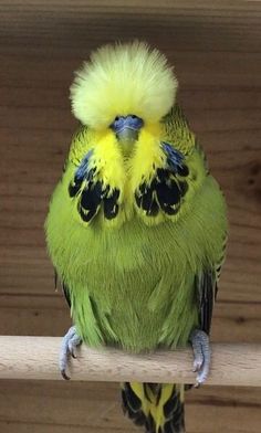 a green bird with yellow feathers sitting on a perch