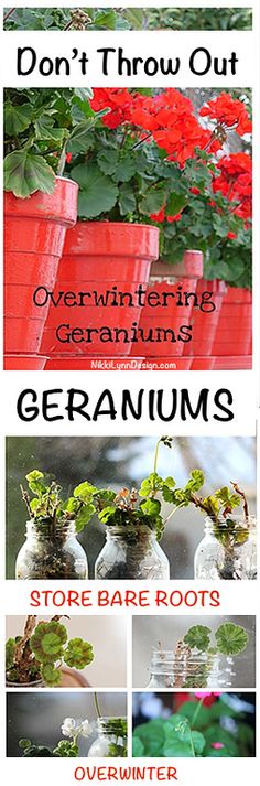 four different types of geraniums in vases with the words, don't throw out overwintering geraniums