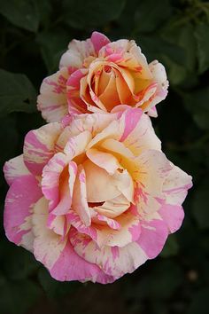 two pink and white flowers with green leaves