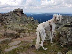 a white dog standing on top of a rocky hill