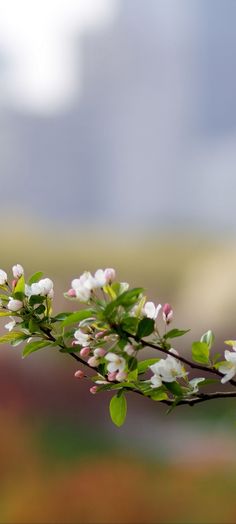 a branch with white flowers in the foreground and blurry sky in the background