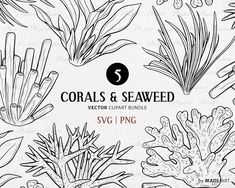 corals and seaweed clipart bundle