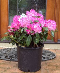 a potted plant with pink flowers in front of a door