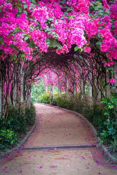 a pathway lined with pink flowers and trees