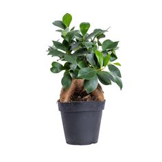 a potted plant with green leaves and dirt on the bottom, against a white background