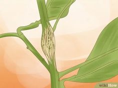 3 Ways to Prune Citrus Trees - wikiHow Prune Lemon Tree, Grapefruit Tree, Citrus Tree, Tree Diagram, Tree Pruning, Citrus Trees, Tree Trimming, Lemon Tree, Delicious Fruit