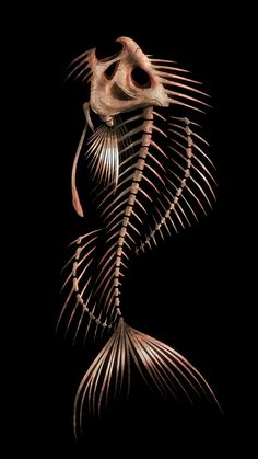 the skeleton of a fish is shown against a black background with an image of it's tail