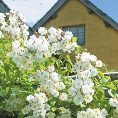 white flowers are blooming in front of a yellow house