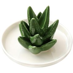 a green plant sitting on top of a white plate