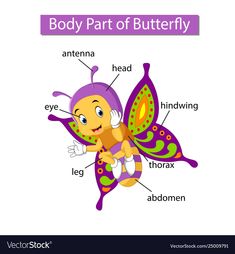 the parts of a butterfly on a white background