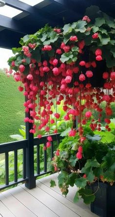 red flowers hanging from the side of a wooden deck next to a planter filled with green leaves