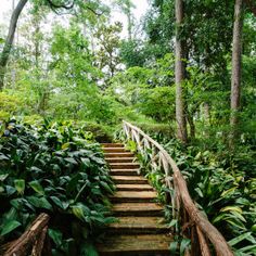 the stairs lead up to the top of the tree - lined area in the forest