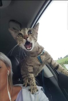 a cat sitting on the dashboard of a car with its mouth open