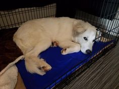 a large white dog laying on top of a blue mat in a metal cage next to a cat