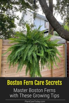 boston fern care secrets with text overlay that reads boston fern care secrets master boston ferns with these growing tips