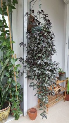 a houseplant hanging from the side of a wall next to a potted plant