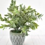 a hand holding a potted plant with green leaves on it's side, against a white background