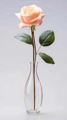 a single pink rose in a clear vase