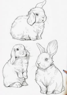 some drawings of rabbits sitting next to each other