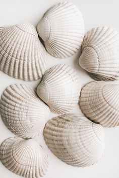 six seashells arranged on a white surface