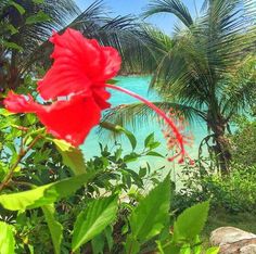 a red flower sitting on top of a lush green hillside next to the ocean and palm trees