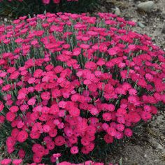 some pink flowers are growing in the dirt