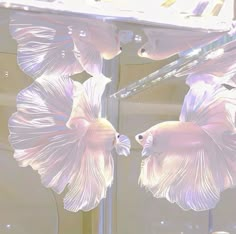 beta fish 🤍 #betafish #fish #aquarium #nature #sea #ocean Pretty Fish, Arte Do Kawaii, Mermaid Aesthetic, Pretty Animals, Aesthetic Images, Nature Aesthetic, Phone Themes, Blue Aesthetic, 귀여운 동물