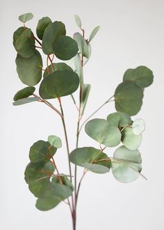 a plant with green leaves in a vase