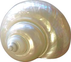 an image of a white shell on a white background