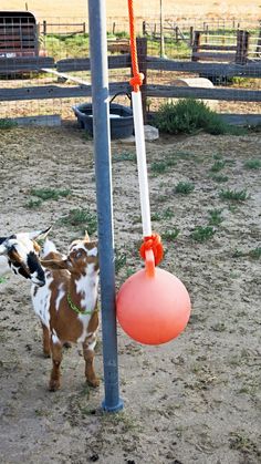 two goats standing next to each other near a pole with a frisbee on it