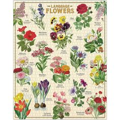 the language of flowers poster is shown with many different types of flowers and their names