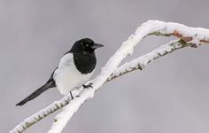 a small black and white bird sitting on a branch covered in snow with grey background