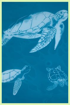 two sea turtles swimming in the ocean with blue water and green frame around them,