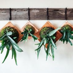 three wooden wall hangings with plants on them and some wood planks attached to the wall