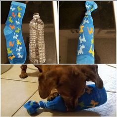 the dog is playing with his toy on the floor next to water bottle and tie