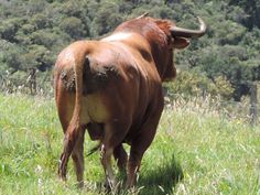 a brown cow standing on top of a lush green field