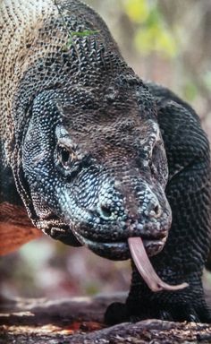 an animal with it's mouth open and tongue hanging out to the side,