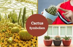 cactuses and other plants with the words cactus symbol in front of them, surrounded by yellow flowers