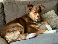 a brown and white dog laying on top of a gray couch next to a pillow