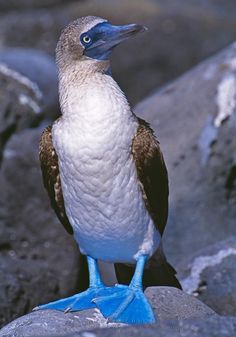 a small bird sitting on top of a rock