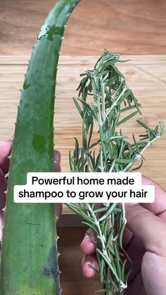 Here's how you can make homemade shampoo with just rosemary and aloe veraThis DIY Shampoo recipe for hair growth will improve your hair healht in no timeIf you want to learn more DIY shampoo recipes as a hair fall remedyvisit my blog at sashashairopshub.com Video Credit@toprecipes.1 hairgrowth hairloss diyhairshampoo hairloss Mexican Shampoo For Hair Growth, How To Make Your Own Shampoo For Hair Growth, Hair Growth Shampoo Homemade, Diy Aloe Shampoo, Diy Hair Growth Shampoo Homemade, Homemade Hair Shampoo Recipes, Aloe Vera Shampoo Recipe, Aloe Vera Conditioner Diy, Homemade Shampoo Recipes For Hair Growth