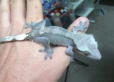 a hand holding a small gecko on it's left arm with white and gray markings