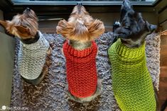 three small dogs wearing sweaters sitting next to each other on a carpeted floor