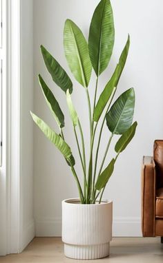 a potted plant sitting on top of a wooden floor next to a brown chair