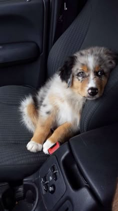 a puppy sitting in the back seat of a car