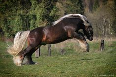 a horse that is standing in the grass with its front legs up and it's tail